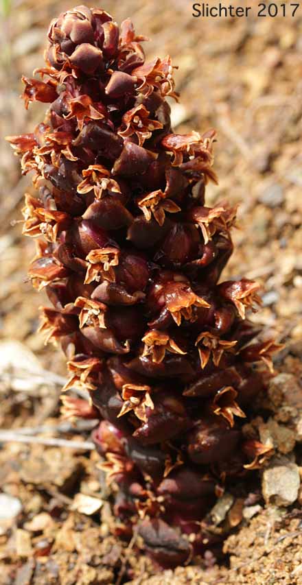 California Groundcone, California Ground Cone, Ground Cone: Kopsiopsis strobilacea (Synonym: Boschniakia strobilacea)